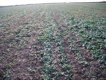 Rape seeded with Subsoiler and press rings 5-9-2010
